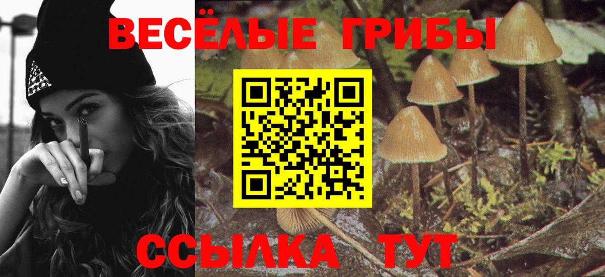 дарнет шоп  Вход с VPN  Тара  Псилоцибиновые грибы MAGIC MUSHROOMS 